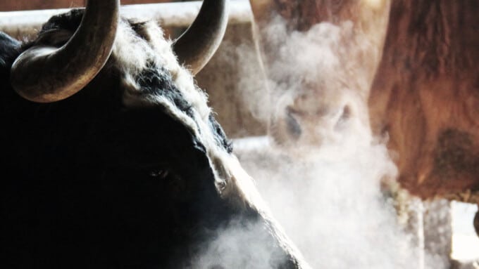 Die Spitze des Horns
