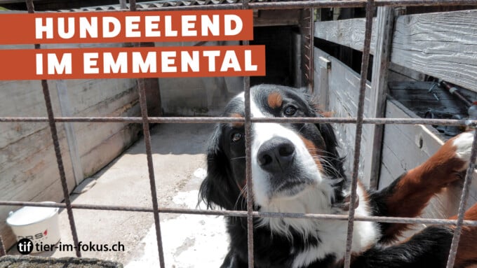 Hundequälerei im Emmental