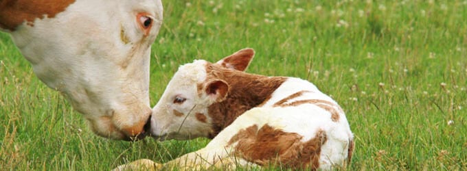 Info-Site zur Milch