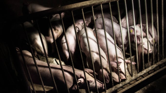 7 Gründe, wieso du die Initiative gegen Massentierhaltung unterstützen solltest