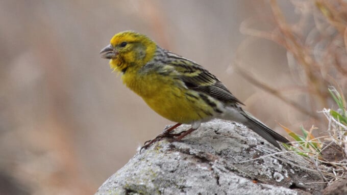 Der Kanarienvogel