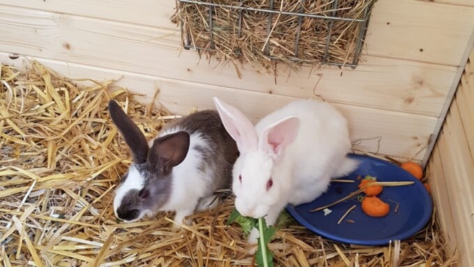 Unterstütze die Kaninchen mit einer Spende!