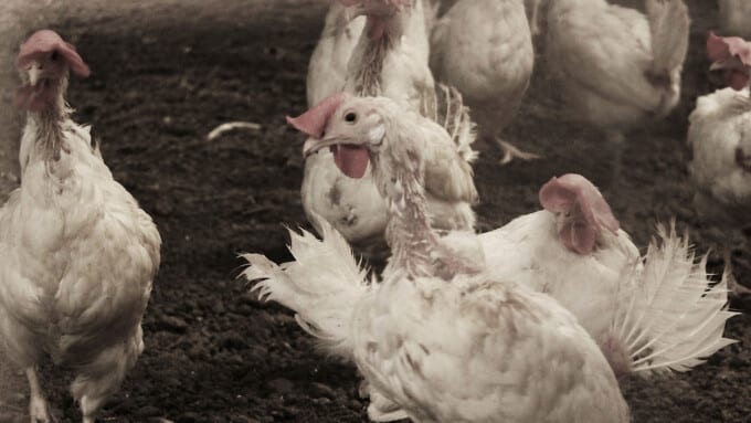 Transhumanismus, Tierversuche und Tierausbeutung