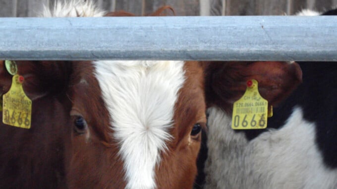 Nicht Fisch! Nicht Fleisch! Aber Milch?