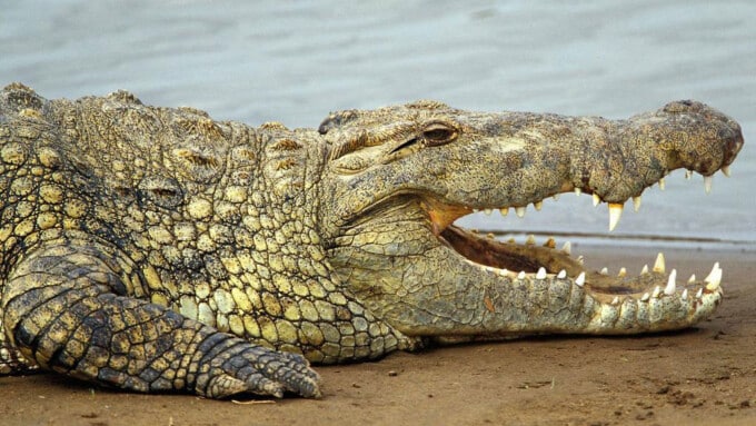 Das Krokodil