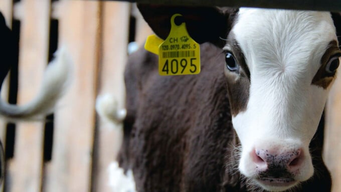 «Kuhmilch für VeganerInnen? Wenn Kälber bei Kühen bleiben.»
