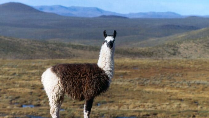 Das Lama