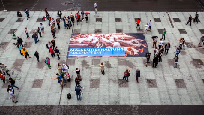 Tier im Fokus unterstützt die Initiative gegen Massentierhaltung