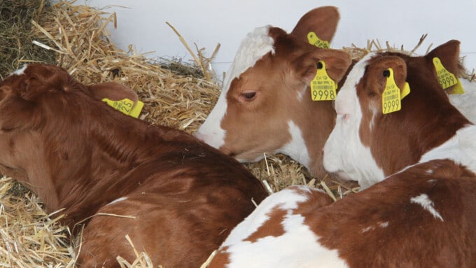 Mutterlose Kälber am „Tag der Milch“