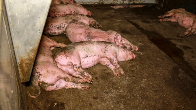 Nach Enthüllungen: Motion fordert Schlafen im Stroh für Schweine