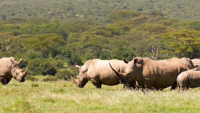 Das Nashorn