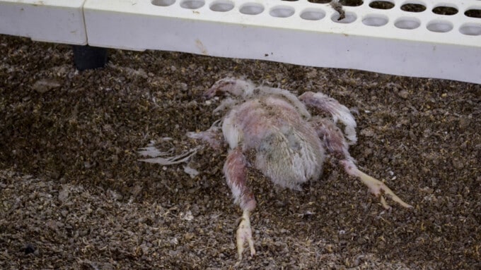 SRG-Ombudsstelle stützt verdeckte Recherche in Tierfabriken