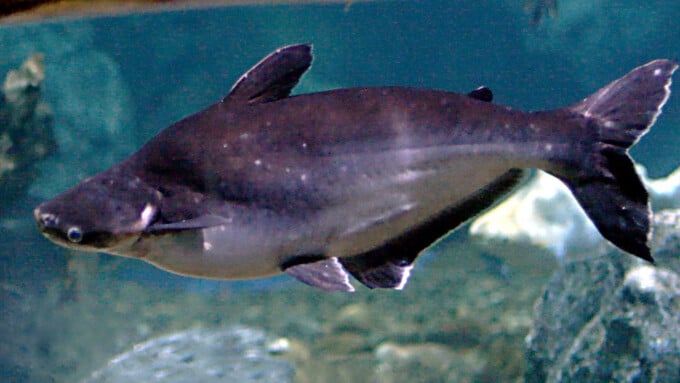 Der Pangasius