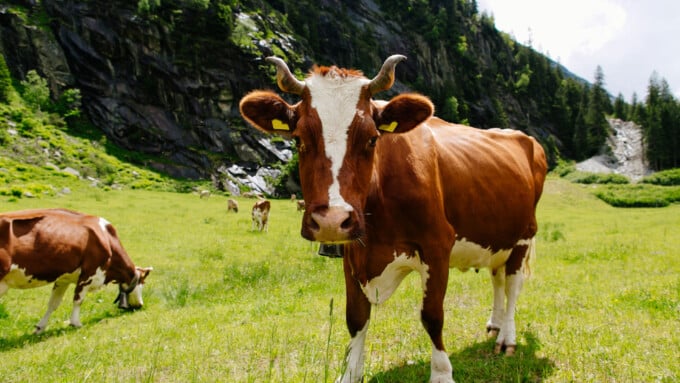 Kommt 2021 der «Peak Lifestock»?