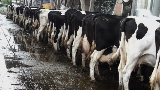 „Müssen Tiere nützen?“