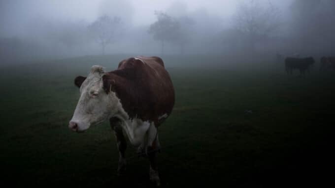 Podium: Fleischbranche stellt sich der veganen Kritik