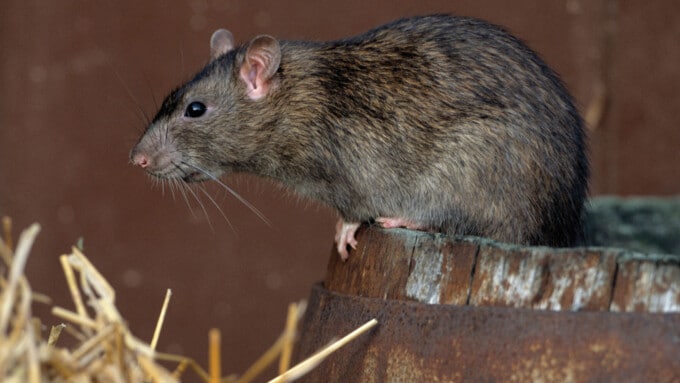 Die Ratte