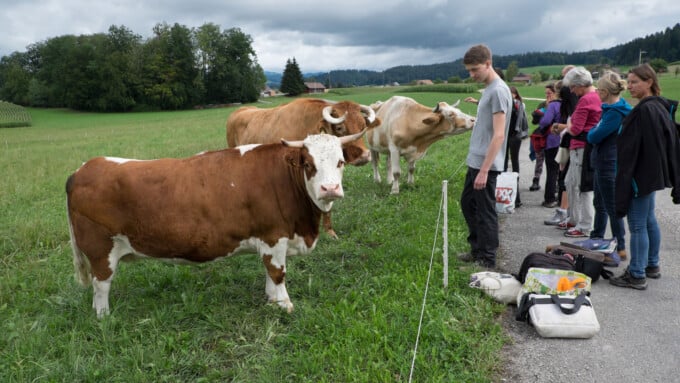 Rinder mit Namen