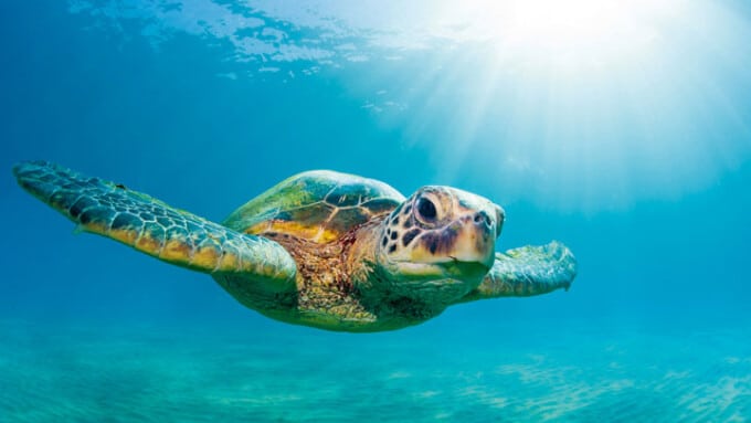 Die Schildkröte