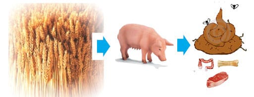 Energiebilanz von Fleisch