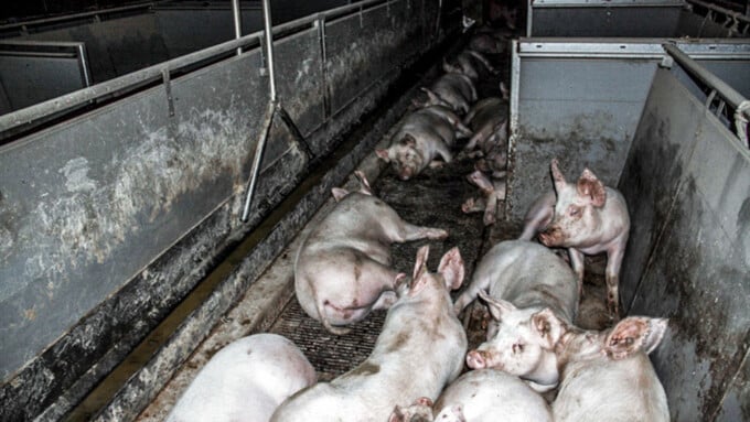 Schweizer Schweine-Report