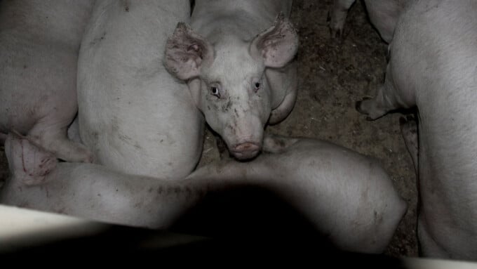 Schweinealltag im Heidiland