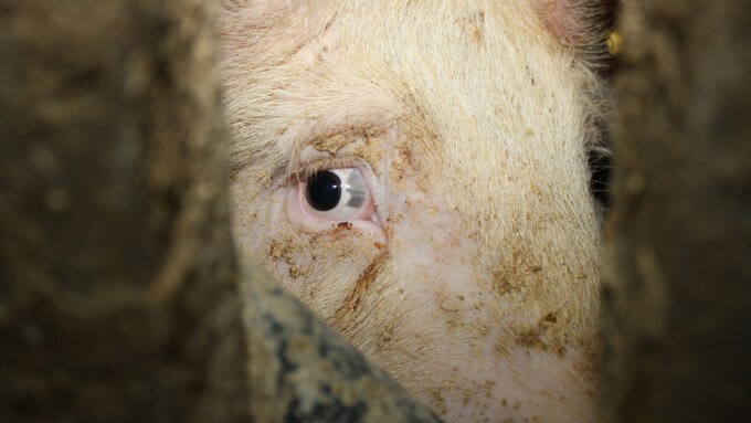 Die Schreie der Schweine