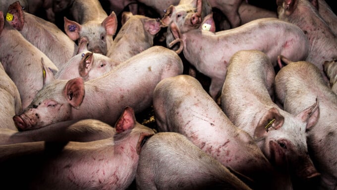 «In der Tierrechtsbewegung besteht ein stark simplifiziertes Bild des Holocaust»