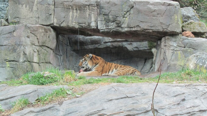 Der Sibirische Tiger