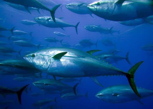 Der Thunfisch