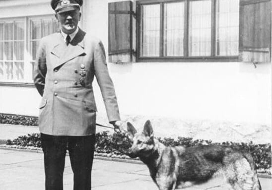 «Die Tierschutzbewegung stilisierte einige Tiere als Kriegshelden»