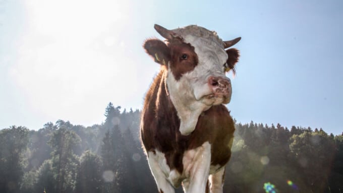 Neue Plattform: tiere-essen.ch