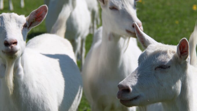 Tiere im Porträt 2010