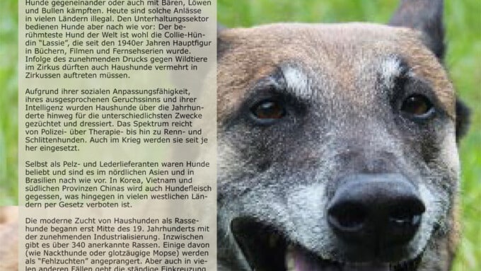 Die etwas anderen Tierporträts