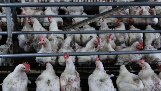 Tierschutz-Skandal bei Migros