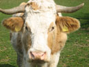 minotaurus