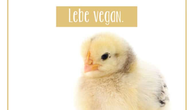 Grosse vegane Plakatkampagne in der Schweiz