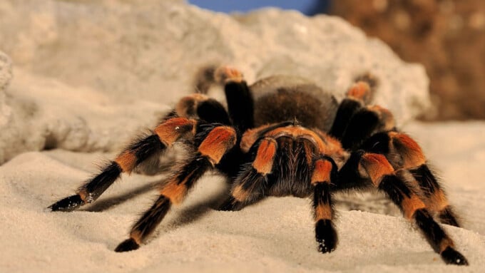Die Vogelspinne