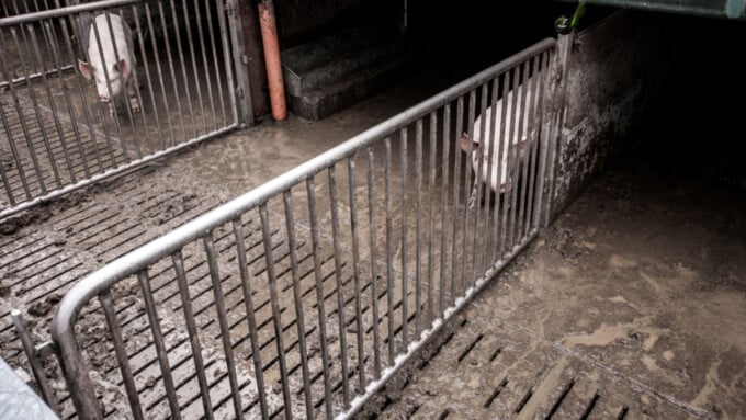 Die Hintergründe zum Schweine-Report