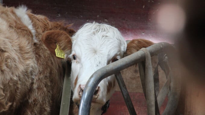 Weltvegantag: Wider das unnötige Leid der Tiere!