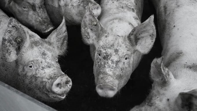 Weltvegantag: Wem gehören Tiere?