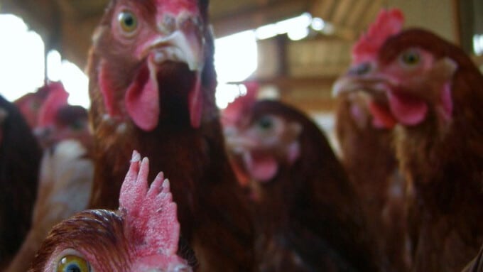 „Wer Tiere isst, muss sie töten können“