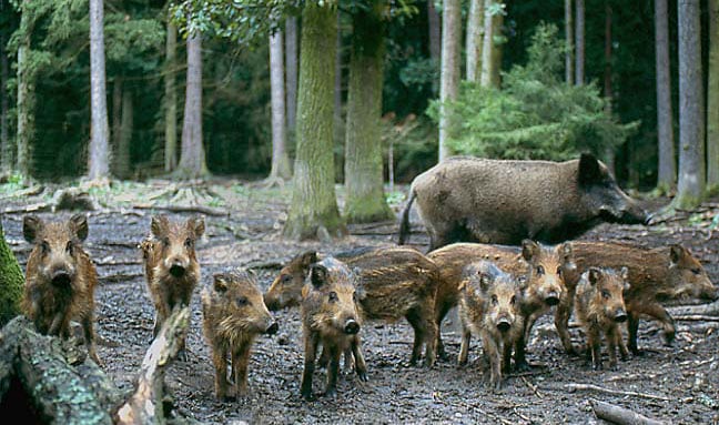 Das Wildschwein