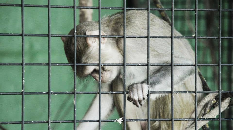 affe_hinter_gittern