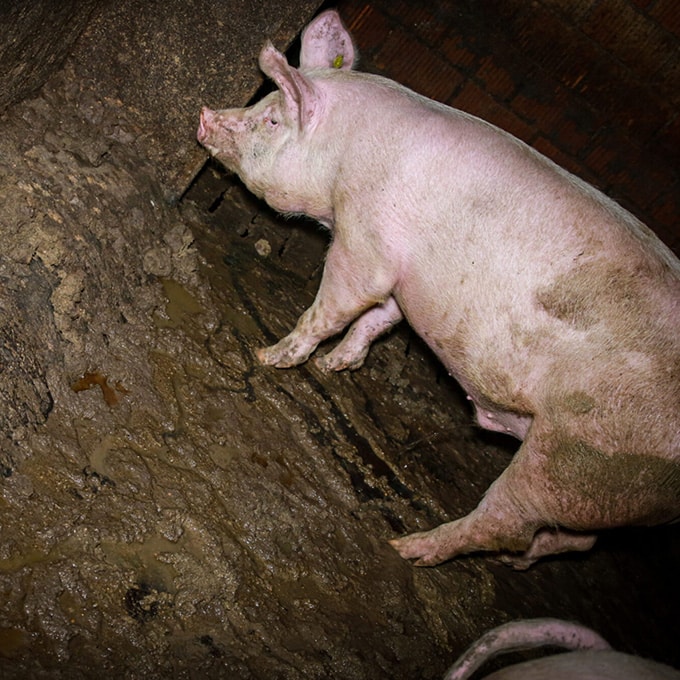 Arme Schweine