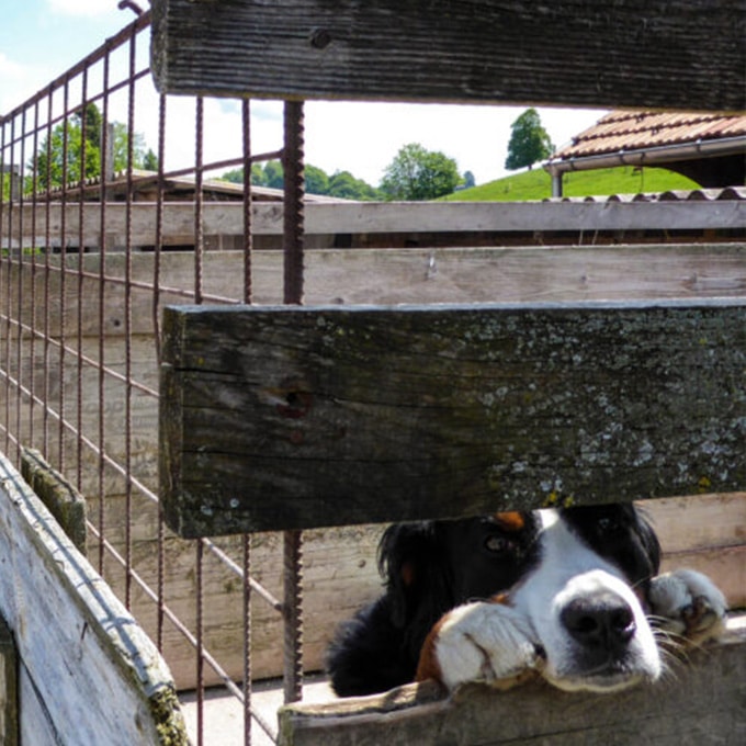 Hundequälerei im Emmental