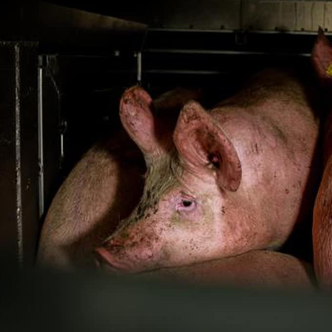 Die Schreie der Schweine