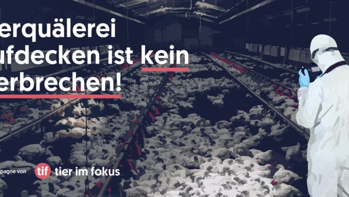 «Tierquälerei aufdecken ist kein Verbrechen!»