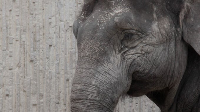 Wenn Weibchen Männchen machen: Elefanten in der Manege