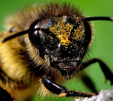 „Die Bienenhaltung muss dezentralisiert, nicht professionalisiert werden“